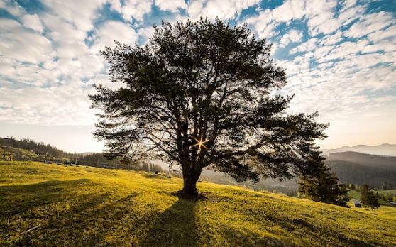 Tree-338211 960 720
