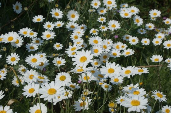 Daisies at ventnor botanic garden