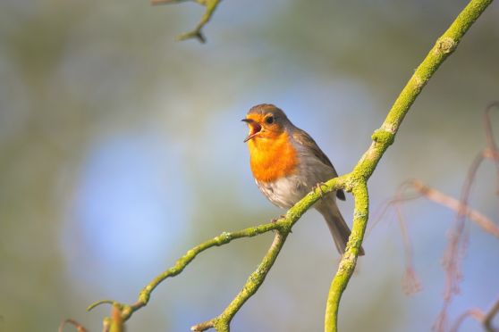 Small bird sing robin bird close garden bird small sings-1392906