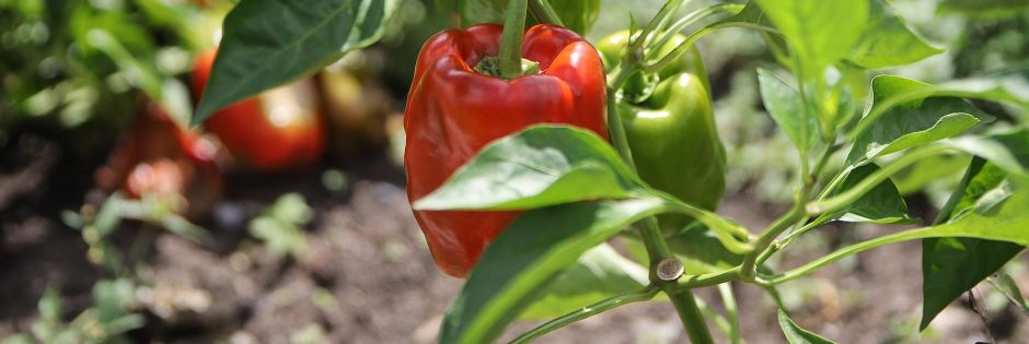 Earthworks-pepper-plant