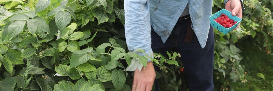 Earthworks-raspberry-picking-2