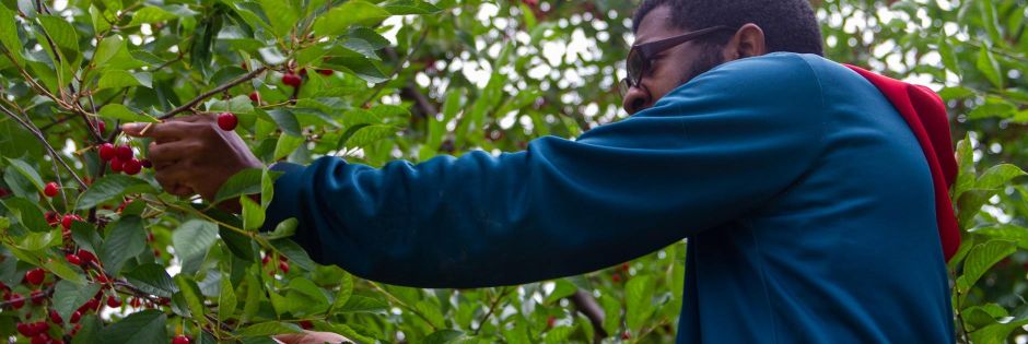 Earthworks-urban-farm-tyler-working-in-orchard